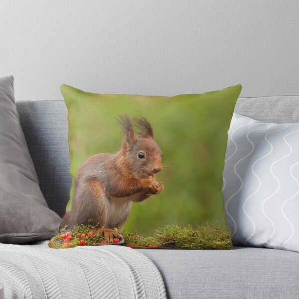 Item preview, Red Squirrel eating nuts designed and sold by LaurentS.