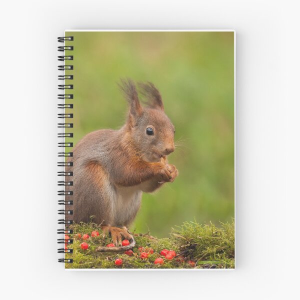 Item preview, Red Squirrel eating nuts designed and sold by LaurentS.