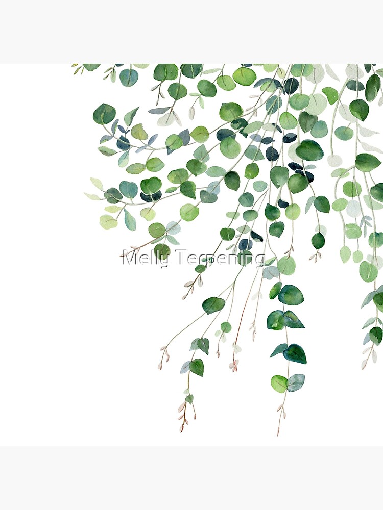 Eucalyptus Watercolor by MellyTerp