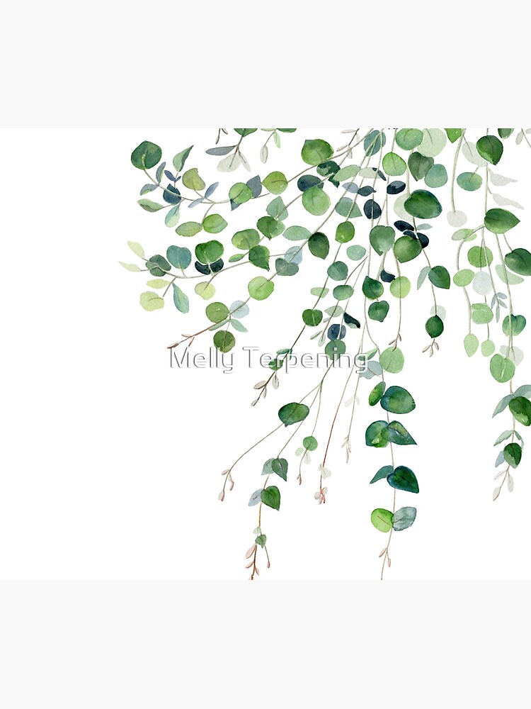 Eucalyptus Watercolor by MellyTerp