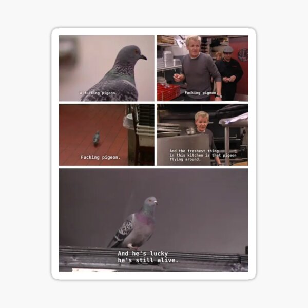 Funny Pigeon Gordon Ramsay Meme Sticker By Thebritishshop Redbubble