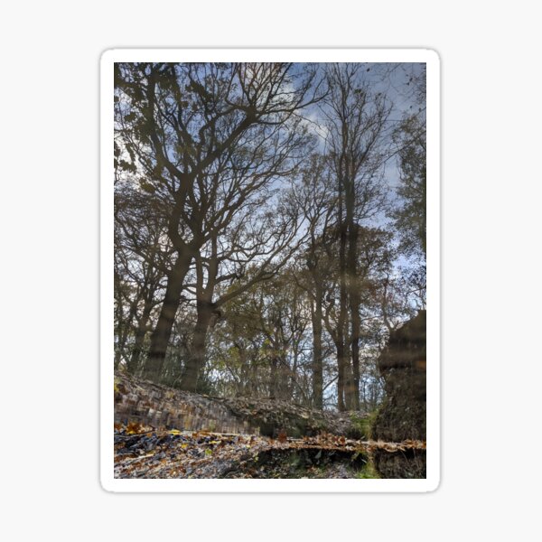 Reflections 1 - Woodland Sticker