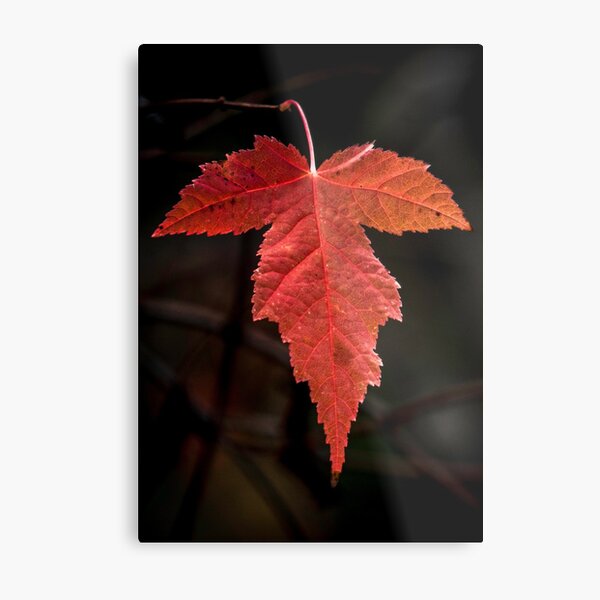 Finale Metal Print