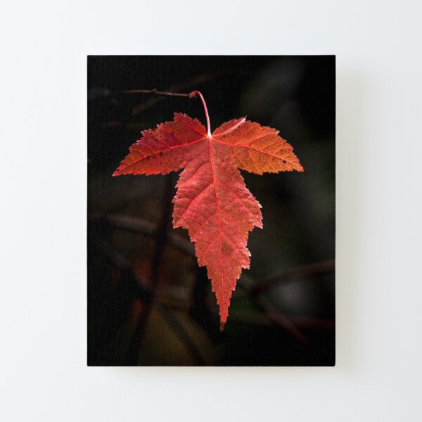 Finale Canvas Mounted Print