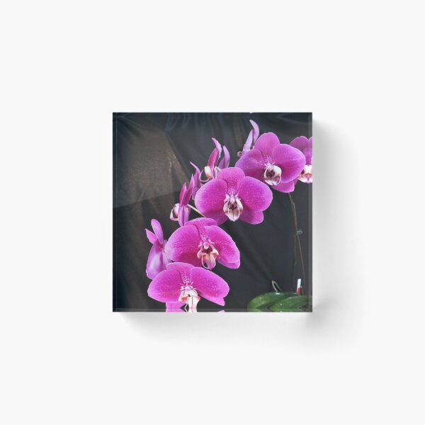 Item preview, Pink Phalaenopsis Orchid, Pink Orchid designed and sold by LadyKandis.