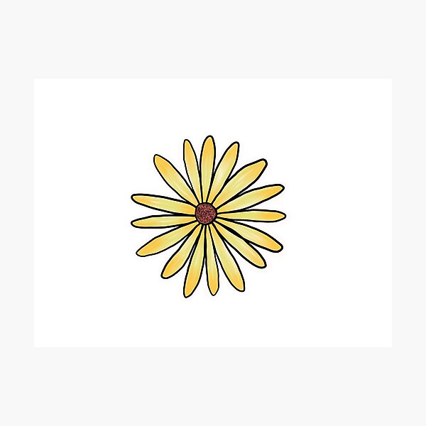perennial daisy Photographic Print