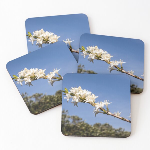 Item preview, white coffee blossom designed and sold by Alf Ribeiro.
