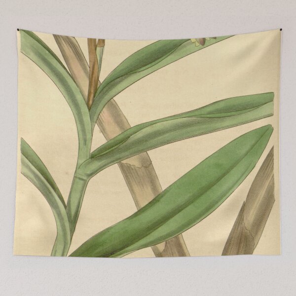 Item preview, Epidendrum anceps (as Epidendrum viridipurpureum) Curtis' 65 (N.S. 12) pl. 3666 (1839) designed and sold by EsotericBotanic.