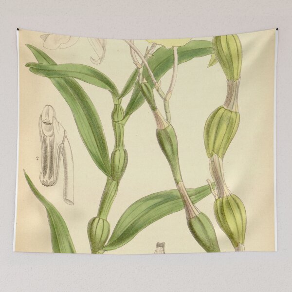 Item preview, Dendrobium findleyanum designed and sold by EsotericBotanic.
