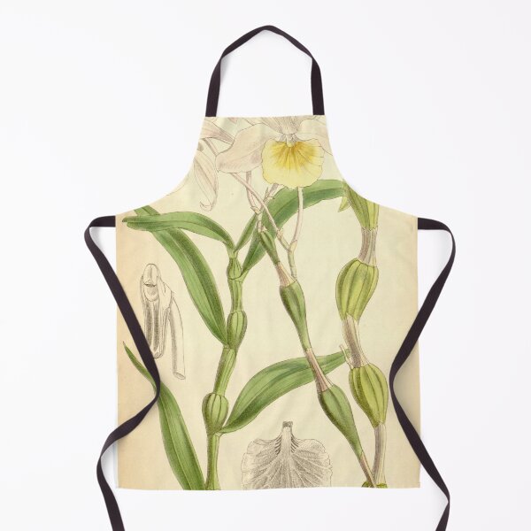 Item preview, Dendrobium findleyanum designed and sold by EsotericBotanic.