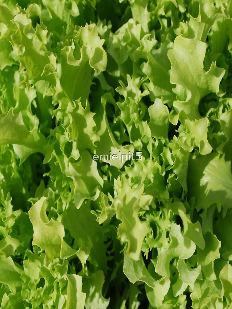 lettuce or salad by emielpit5