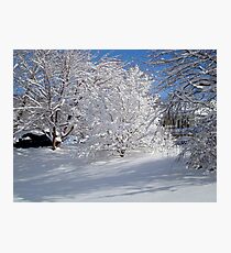 Glistening Trees ^ Photographic Print