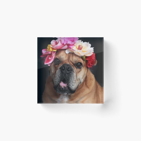 Item preview, Continental bulldog dog with flower wreath designed and sold by Toffy2222.
