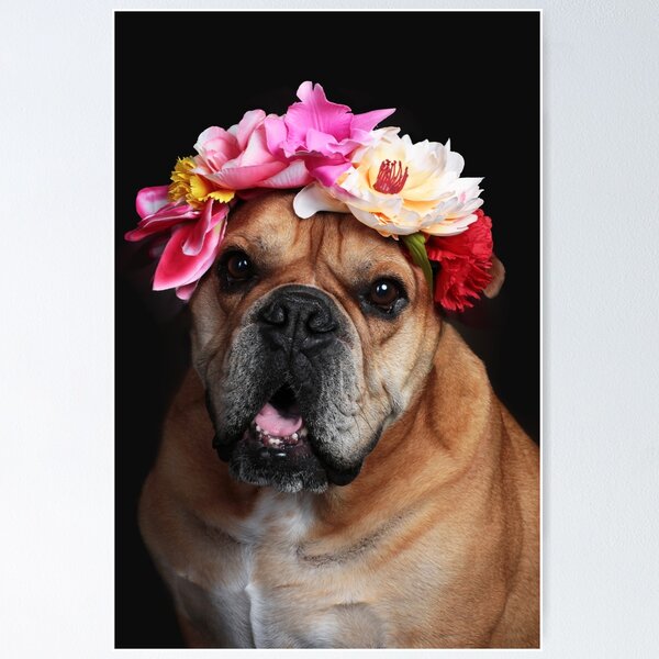 Item preview, Continental bulldog dog with flower wreath designed and sold by Toffy2222.