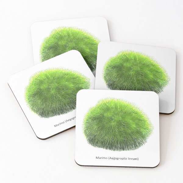 Item preview, Aegagropila linnaei, known as Marimo, Ball seaweed, Cladophora ball, Lake ball, Mossimo or Moss Balls, species of filamentous green algae (Chlorophyta). Hand drawn vector illustration, isolated designed and sold by Familyshmot.
