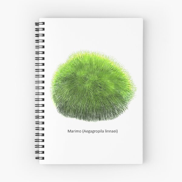 Item preview, Aegagropila linnaei, known as Marimo, Ball seaweed, Cladophora ball, Lake ball, Mossimo or Moss Balls, species of filamentous green algae (Chlorophyta). Hand drawn vector illustration, isolated designed and sold by Familyshmot.