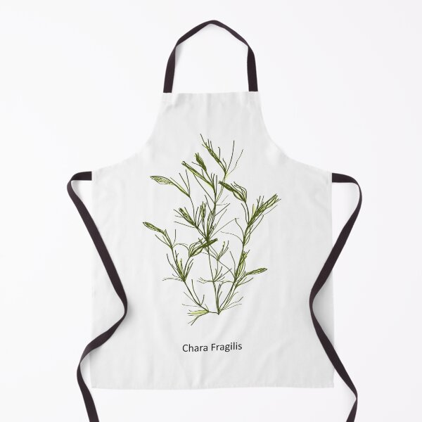 Item preview, Chara fragilis - a genus of charophyte green algae. Hand drawn vector illustration designed and sold by Familyshmot.