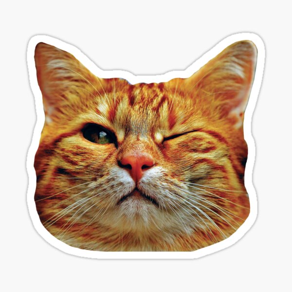 Pack 3 Pcs Sticker - Funny Innocent Cat Face - Cat Meme Sticker