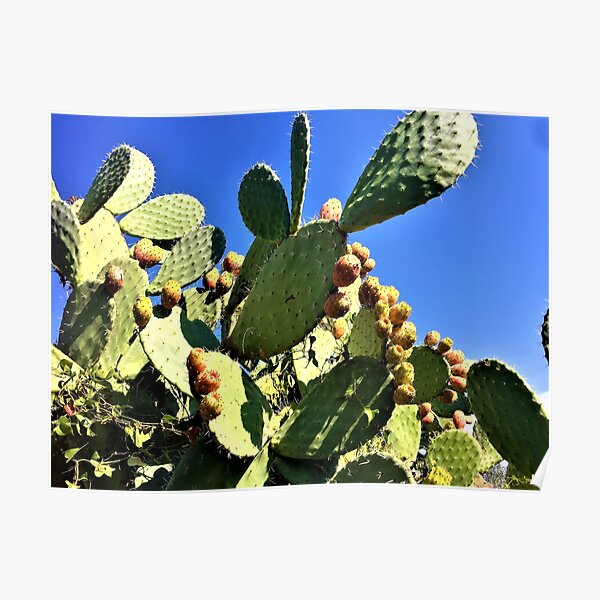 Prickly Pears Poster