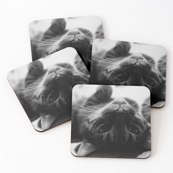 Item preview, Gato en blanco y negro 3 | Fotografía de vida salvaje designed and sold by Mii-pics.