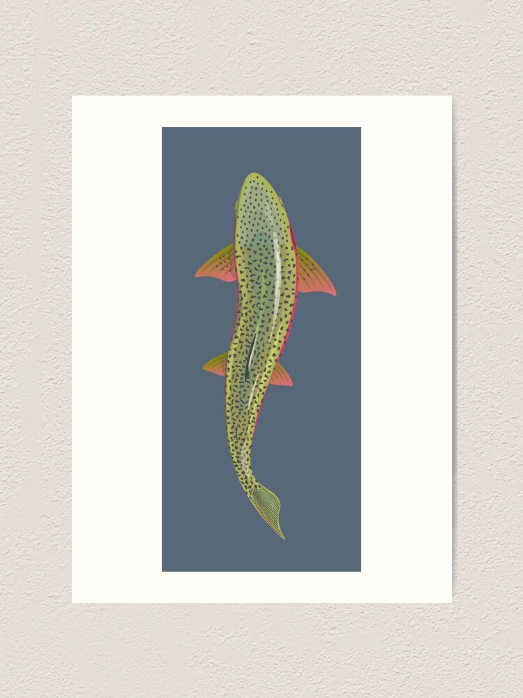 Trout From Above Art Print for Sale by hermitenvy
