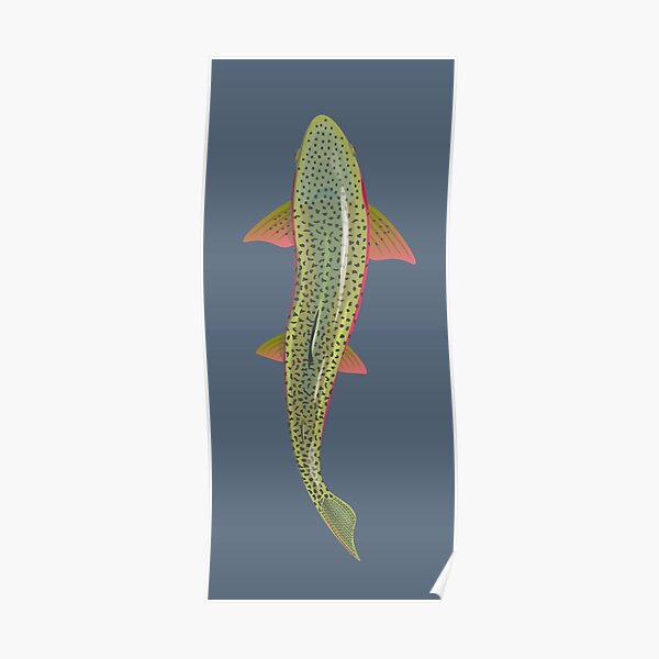 Trout From Above Poster