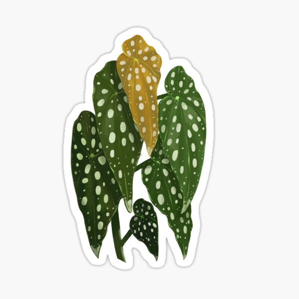 Vista previa del artículo con la obra «Begonia maculata wightii», diseñado y vendido por kiaako.