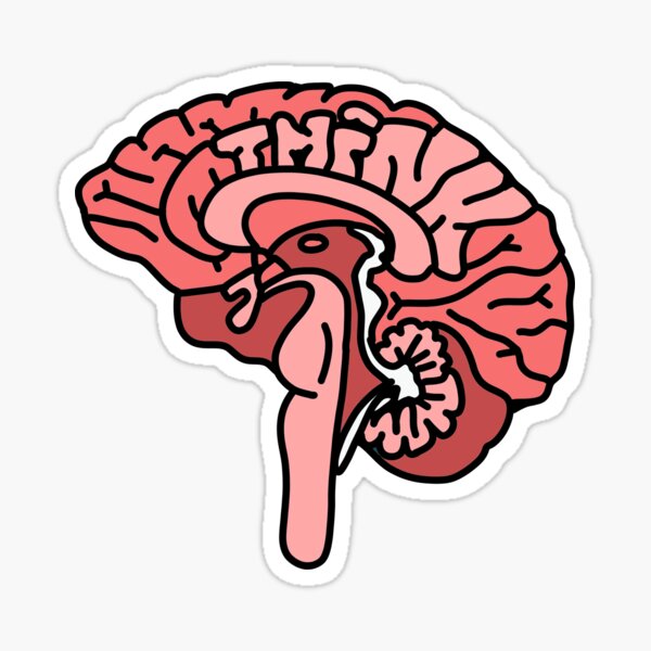 Item preview, Think Brain Anatomy  designed and sold by Puffoo.