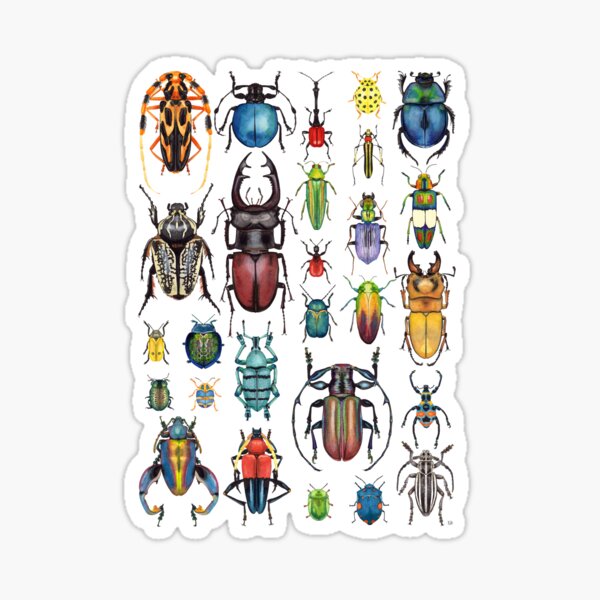 Beetle Collection Sticker