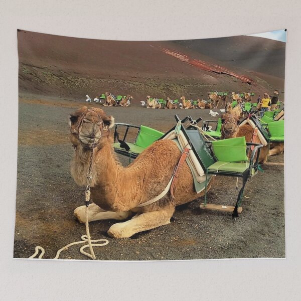 Item preview, camel ride photo  lanzarote camel route designed and sold by ADAMYASS.