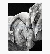 A Gentle Touch - Affectionate Elephants Photographic Print