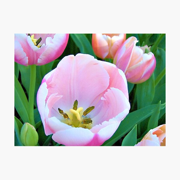 Pink Tulips Photographic Print