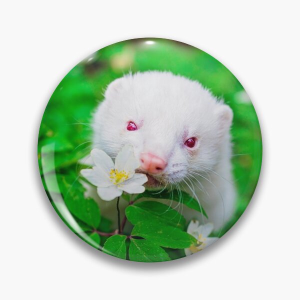 Aperçu de l'œuvre Migaloo pour furet albinos créée et vendue par PurpleBluesPets.