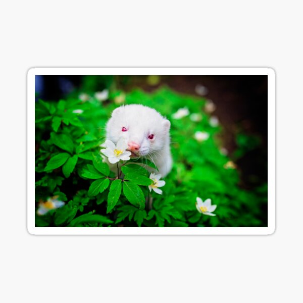 Albino Ferret Migaloo Sticker