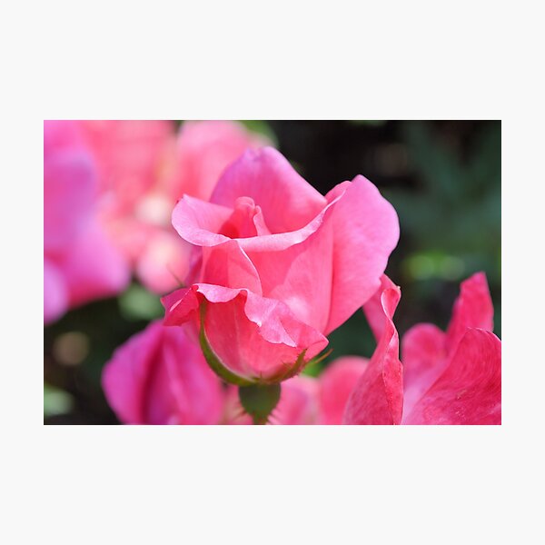 Pink Rose Bud Photographic Print