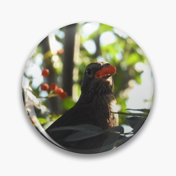 Item preview, Baby blackbird eating berries designed and sold by Gaynor-dI.