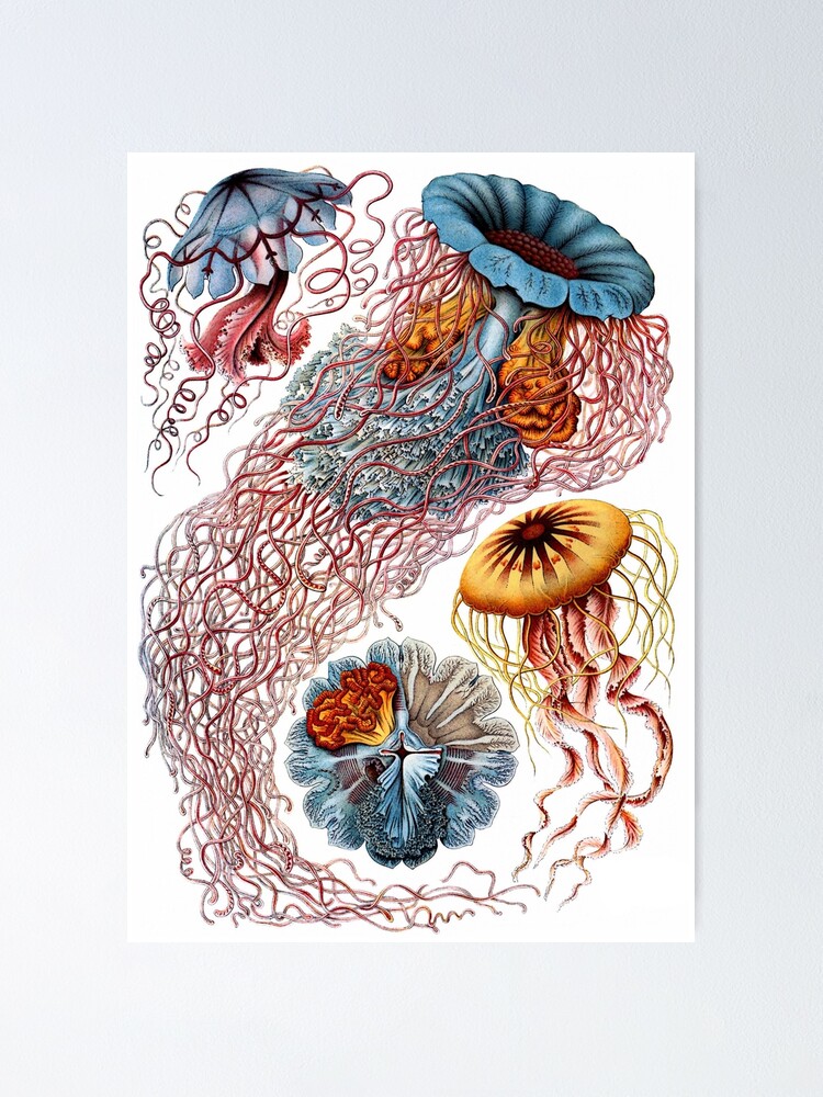 Anonym Nødvendig fad Ocean Life Jellyfish" Poster for Sale by JoolyA | Redbubble