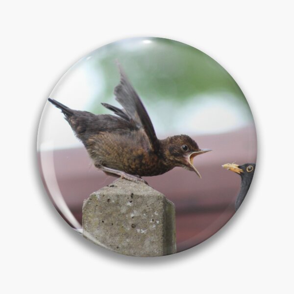 Artikelvorschau, Baby Amsel wartet auf Essen entworfen und verkauft von Gaynor-dI.