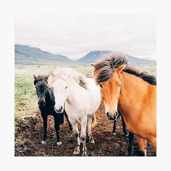 Aperçu de l'œuvre une photo nature de 3 chevaux en liberté, cadeau aventure, cadeau maman, amoureux de la nature créée et vendue par Martin-bivert.