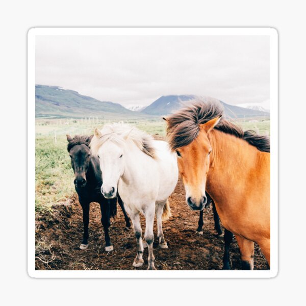 Aperçu de l'œuvre une photo nature de 3 chevaux en liberté, cadeau aventure, cadeau maman, amoureux de la nature créée et vendue par Martin-bivert.