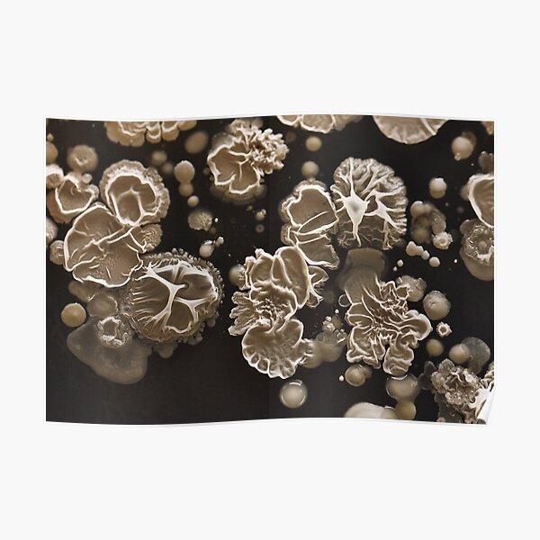 Field of Bacillus Poster