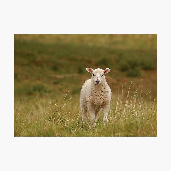 Spring lambs Photographic Print