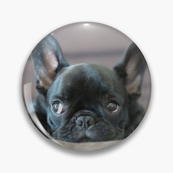 Item preview, French Bulldog Dog cute pet portrait dogs pets sweet full face puppy designed and sold by Coolstuff4you71.