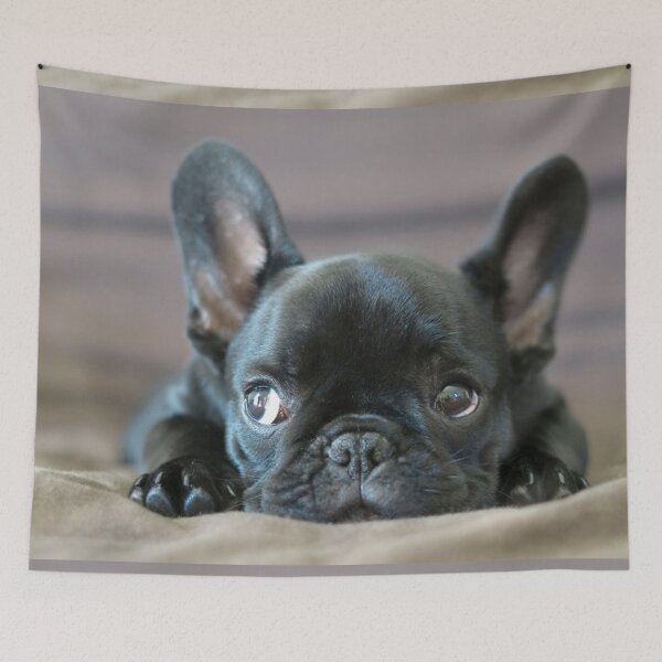 Item preview, French Bulldog Dog cute pet portrait dogs pets sweet full face puppy designed and sold by Coolstuff4you71.