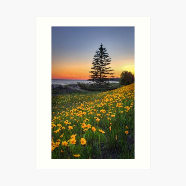 Sand Coreopsis at sunset in UP Michigan Art Print