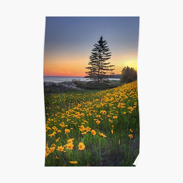 Sand Coreopsis at sunset in UP Michigan Poster