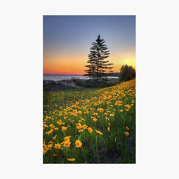 Sand Coreopsis at sunset in UP Michigan Photographic Print