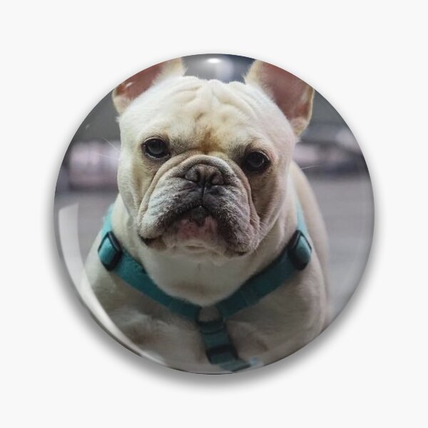 Item preview, French Bulldog Dog cute pet portrait dogs pets sweet full face puppy designed and sold by Coolstuff4you71.