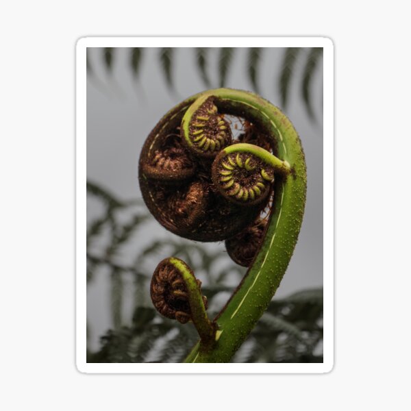 Item preview, Silver Fern frond designed and sold by DVart-nz.