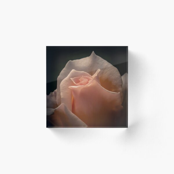 Soft pink rose Acrylic Block